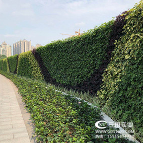 城市里的綠植圍擋為什么越來越多?